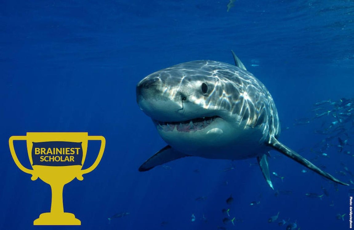 Ocho asombrosos tiburones. La organización internacional para la conservación del medio marino ha otorgado el galardón de «Más inteligente» al gran tiburón blanco, que destina un 18% de su cerebro al sentido del olfato, con el que es capaz de detectar una gota de sangre diluida entre litros y litros de agua.