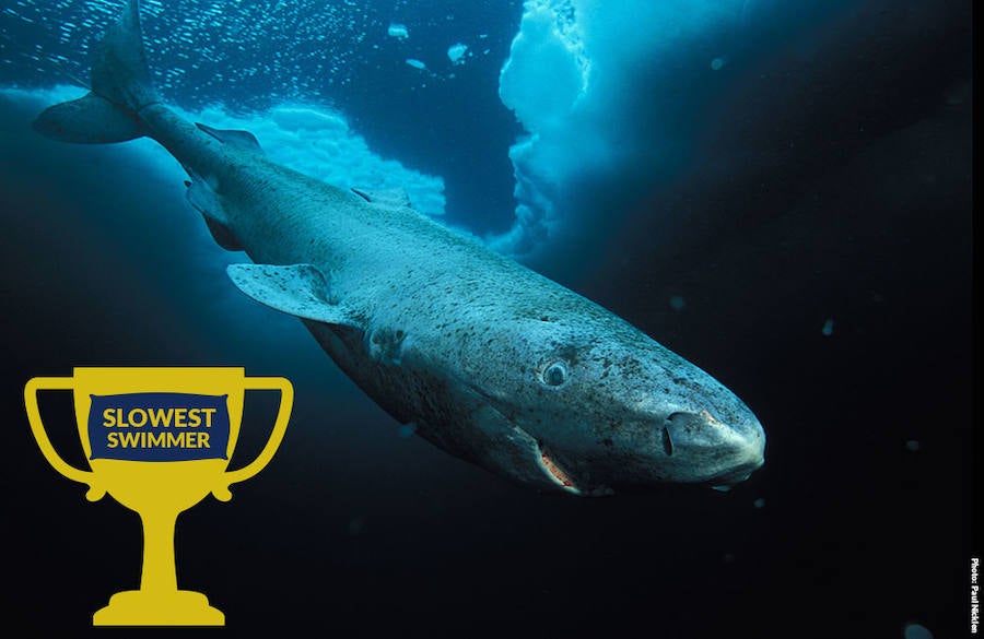 Ocho asombrosos tiburones. El tiburón de Groelandia es el nadador más lento: recorre 0,34 metros por segundo.