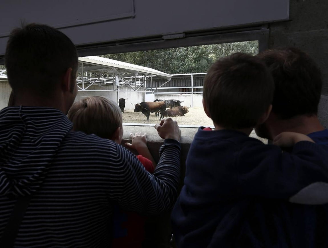 Imágenes de los toros de Escolar y Cebada para San Fermín