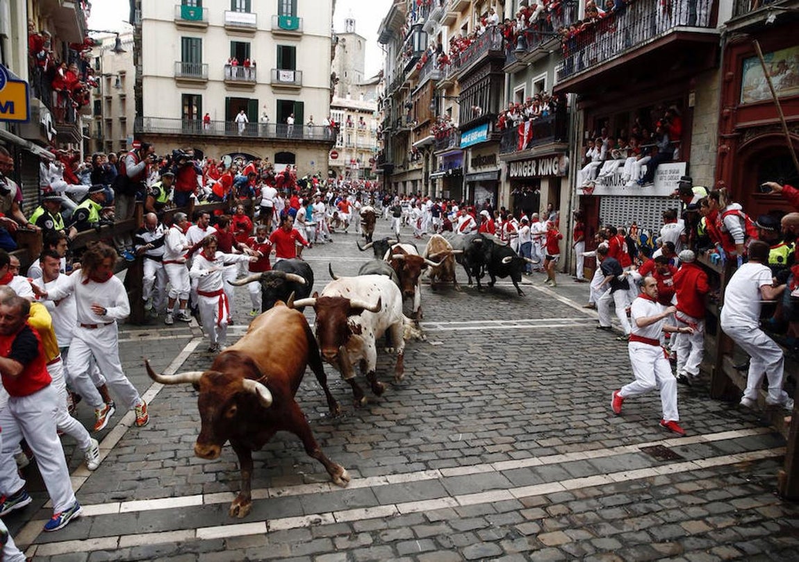 Los toros Miuras llevan participando en los Sanfermines 50 años ininterrumpidos. 