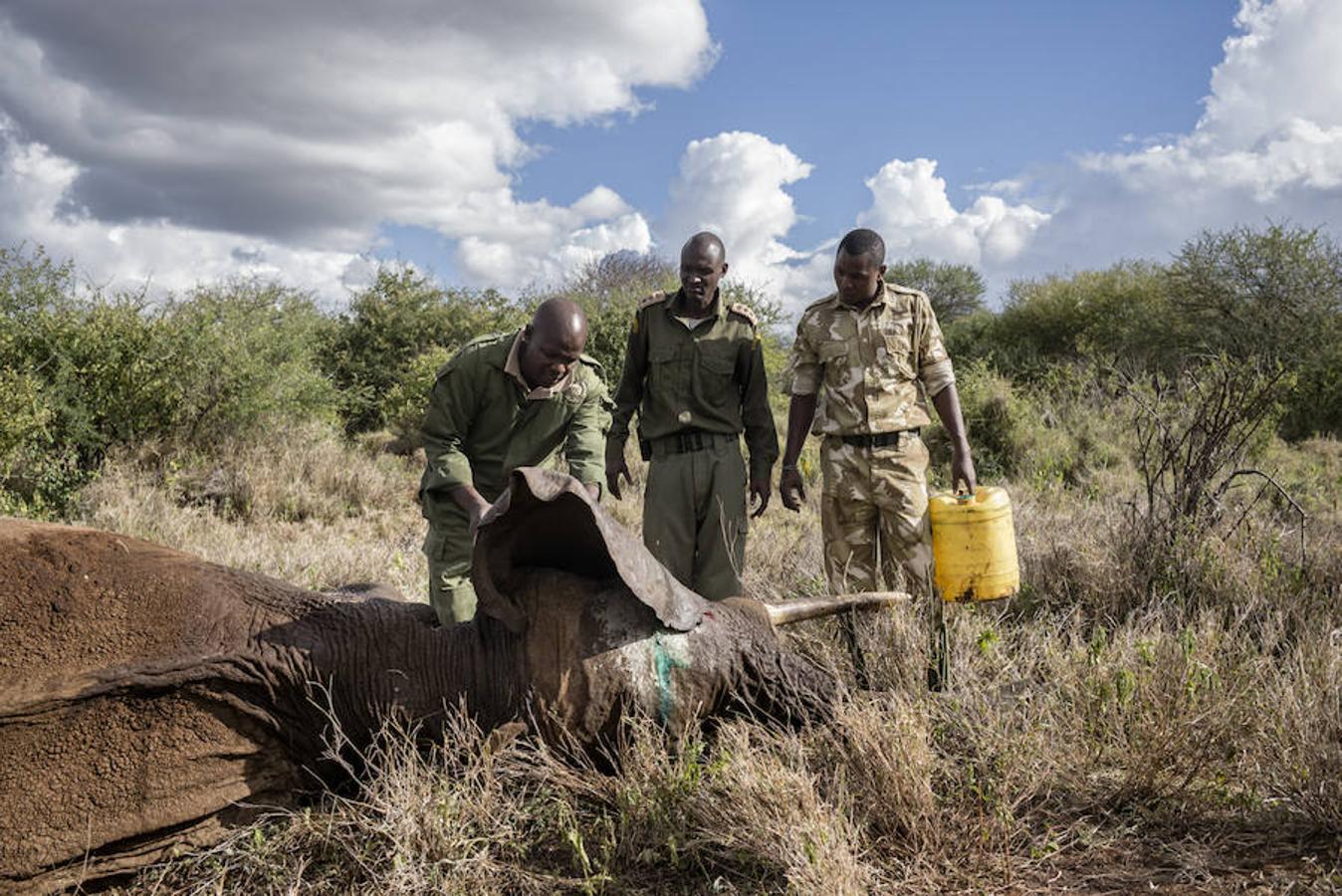 10. KENIA, AMBOSELI - Febrero 2016: Un equipo de doctores de la fundación sana a un elefante herido en el parque nacional de Amboseli (Photo by Alvaro Ybarra Zavala). 