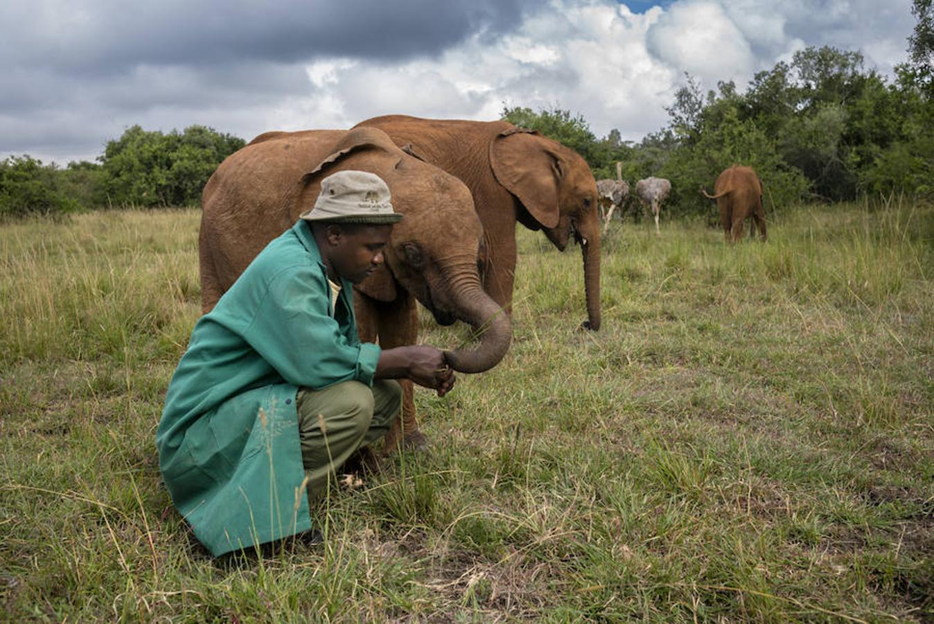 13. NAIROBI, KENIA - Febrero 2016: Un cuidador juega con un grupo de elefantes en the National Park Nairobi. (Photo by Alvaro Ybarra Zavala). 