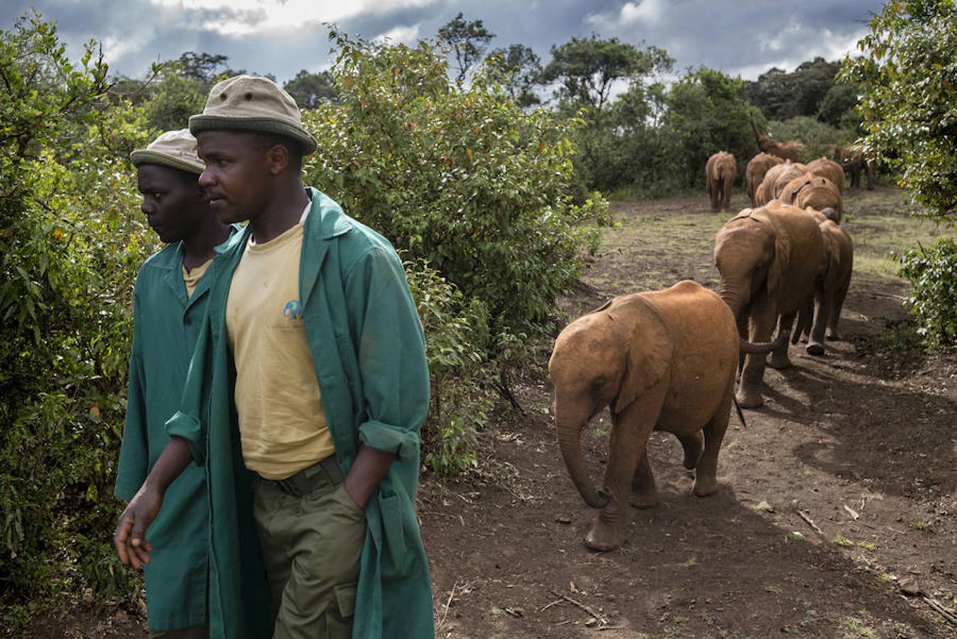 14. NAIROBI, KENIA - Febrero 2016: Un grupo de cuidadores camina junto a unos elefantes en el National Park Nairobi.( Photo by Alvaro Ybarra Zavala). 