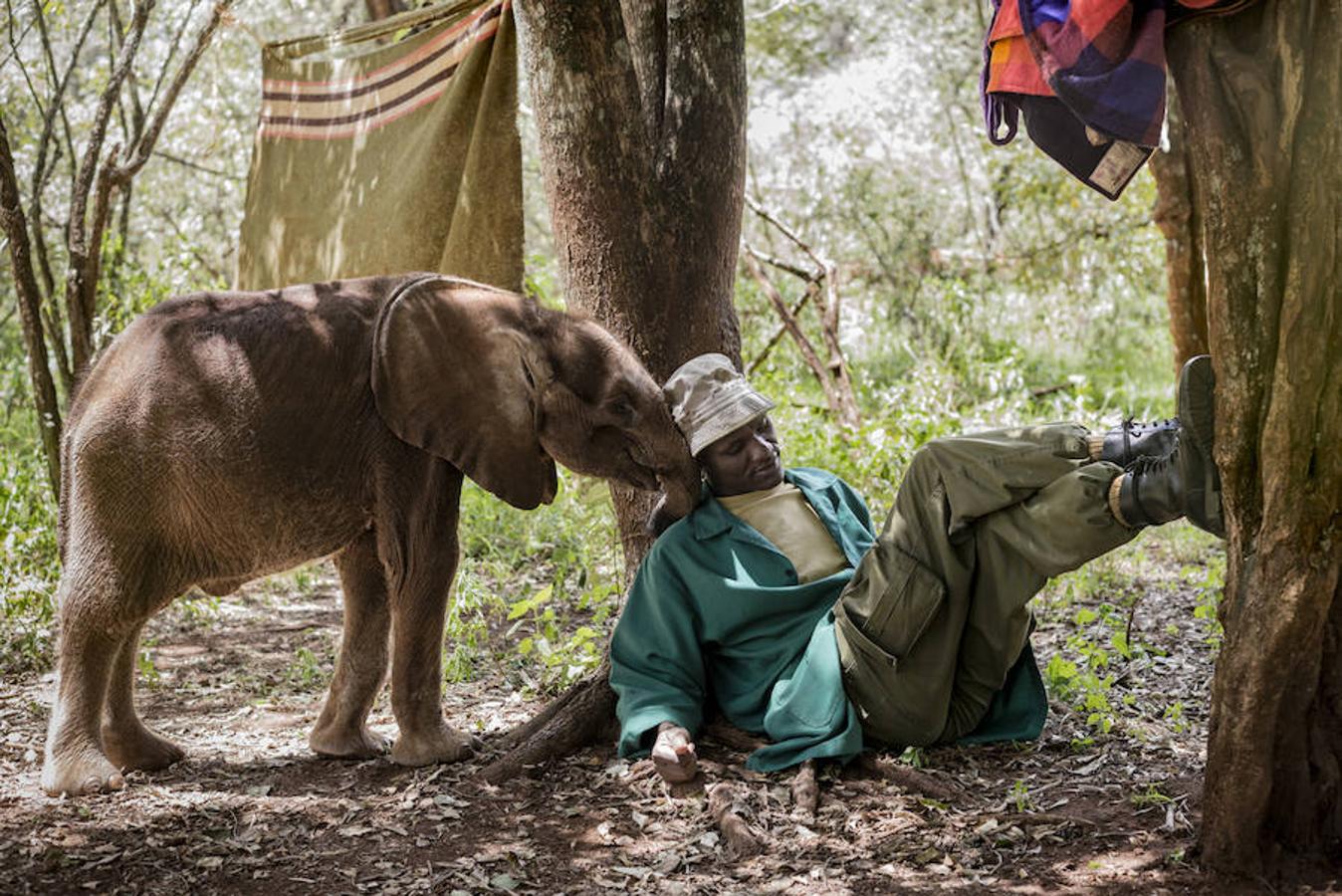 16. NAIROBI, KENIA - Febrero 2016: Un cuidador, junto a un elefante en el  National Park Nairobi. ( Photo by Alvaro Ybarra Zavala). 