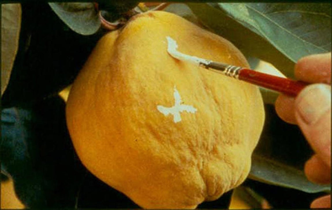 Las 16 frutas que hay que comer en agosto. Membrillo