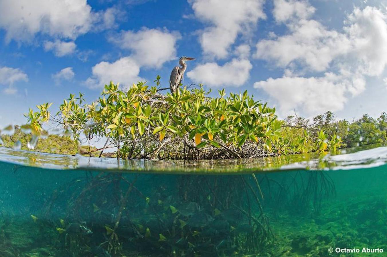 Manglares: su conservación es fundamental para asegurar los Objetivos del Milenio para 2030. Son ecosistemas extraordinarios y muy prolíficos que se encuentran en las regiones tropicales entre la tierra y el mar y ofrecen una amplia gama de bienes y servicios para su entorno: garantizan la seguridad alimentaria de las comunidades locales gracias al sostenimiento de la pesca y proporcionan, también, biomasa y productos forestales.