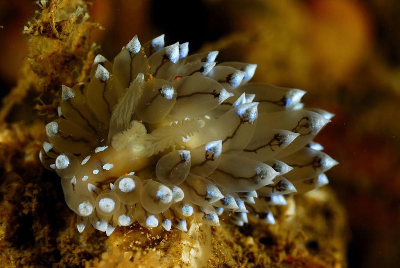 La elevada biodiversidad del Mar del Norte. La primera expedición realizada en el Reino Unido por la organización internacional de conservación marina Oceana ha documentado más de 350 especies, muchas en zonas amenazadas por actividades humanas, como sobrepesca, contaminación y actividades industriales intensivas en mar abierto.