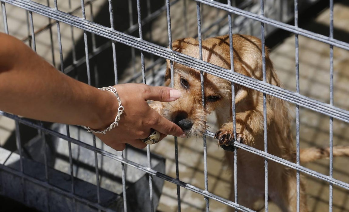 En imágenes, los perros que buscan familia en el CECA