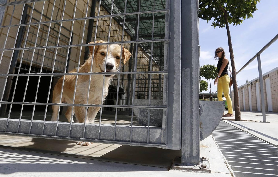 En imágenes, los perros que buscan familia en el CECA