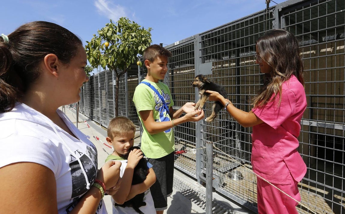 En imágenes, los perros que buscan familia en el CECA