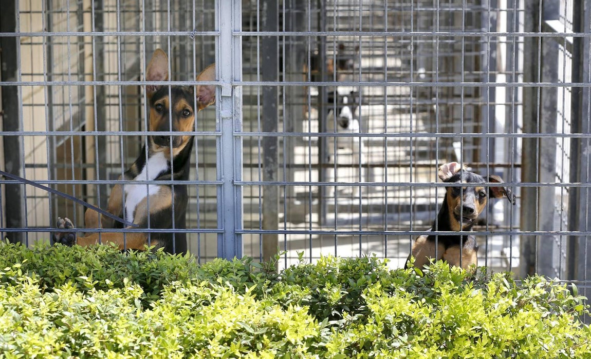 En imágenes, los perros que buscan familia en el CECA