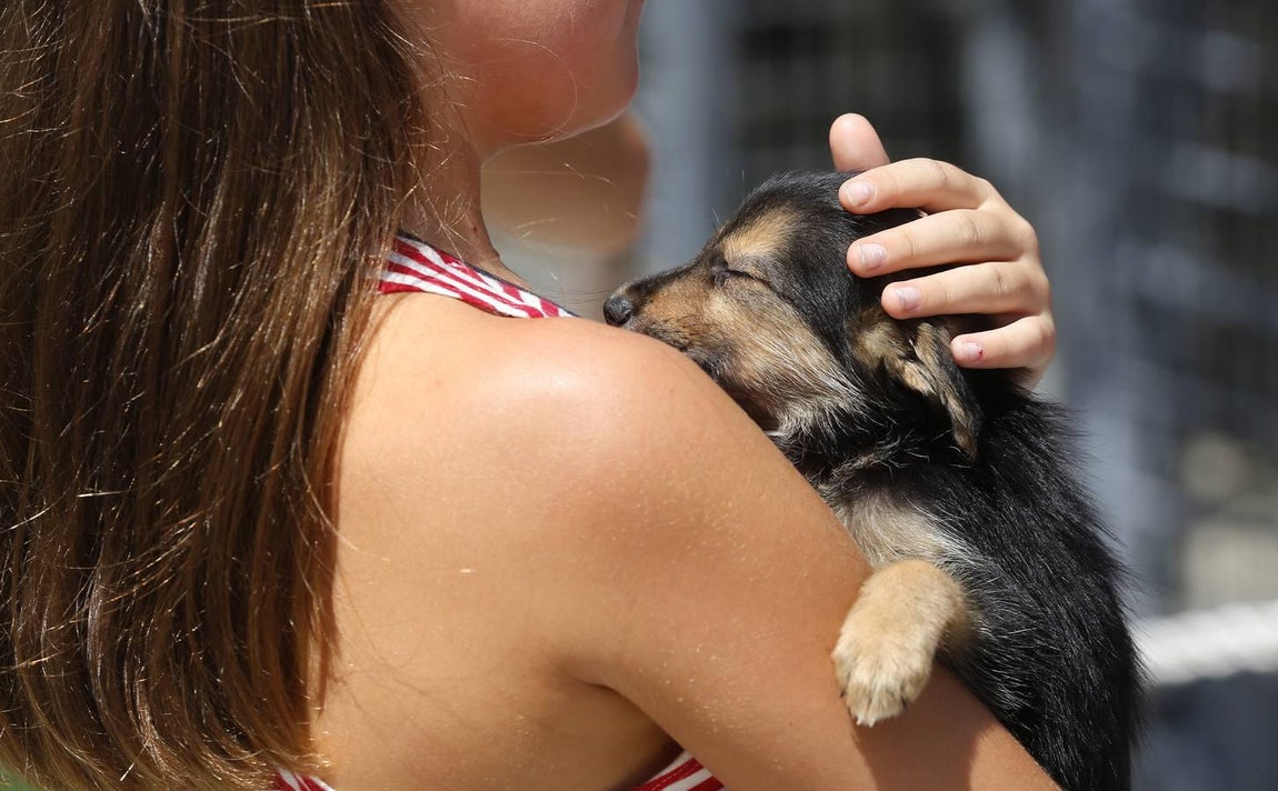 En imágenes, los perros que buscan familia en el CECA