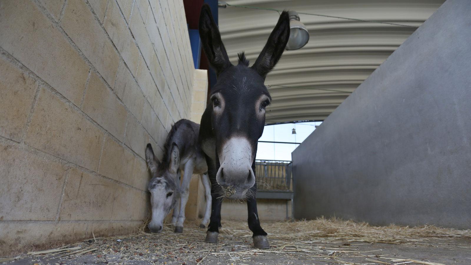 Los animales del Zoosanitario que buscan una familia