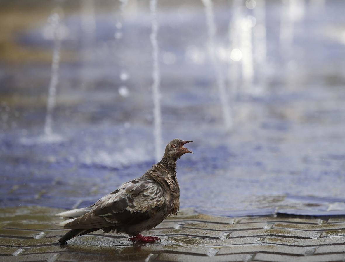 Sevilla vive una ola de calor de récord