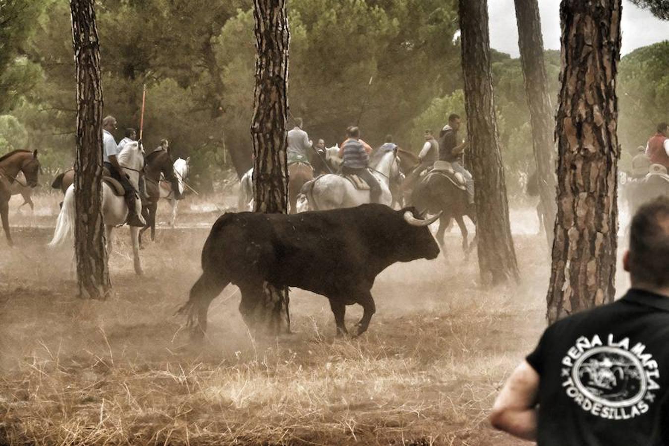 Intento por parte de los antitaurinos de entrar al recorrido y evitarlo. Antitaurinos sentados en la carretera continúan con gritos en contra del Toro de la Peña como «los animales no son objetos», «Tordesillas, vergüenza nacional», «ni vacas en los platos, ni toros en las plazas» o «basta ya de tortura animal»