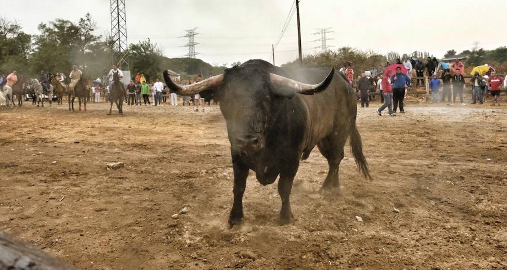 Fin. No se ha producido ningún incedente grave durante la celebración del Toro de la Peña