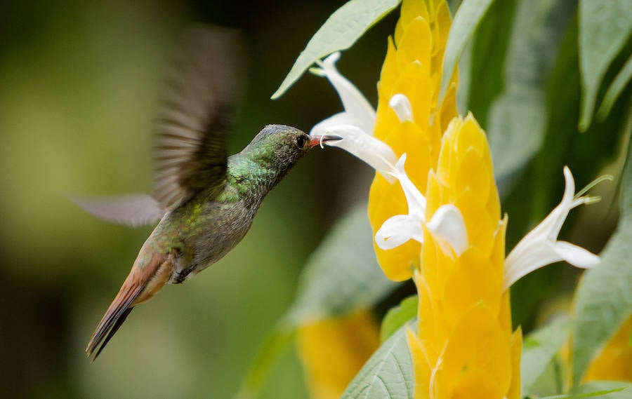 Colibríes: hermosas aves relacionadas con la fertilidad... y la guerra. Son polígamos. Algunos realizan asombrosas migraciones de larga distancia, como la especie Selasphorus rufus, que se reproduce en Alaska y Canadá y pasa el invierno en el sur de México.