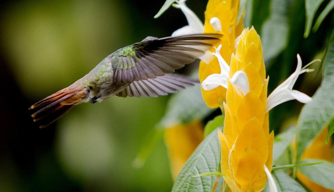 Colibríes: hermosas aves relacionadas con la fertilidad... y la guerra. Todas las especies son nectarívaras, aunque también se alimentan de invertebrados pequeños. Tienen picos largos y delgados, así como lenguas tubulares y extensibles para recoger el néctar de las flores, contribuyendo a la polinización.
