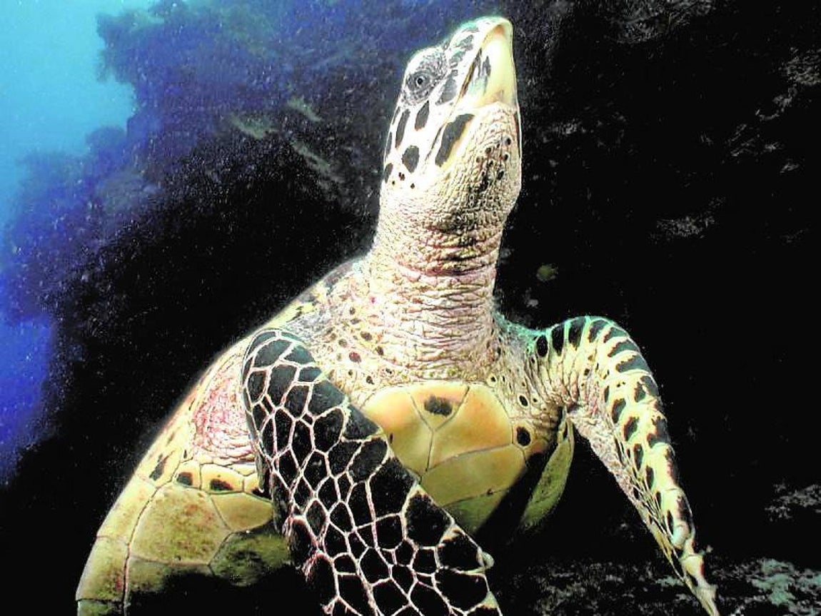 Tortugas: ¿Cómo responderán a un aumento de la temperatura?. Más del 60% de los miembros de tortugas son clasificados por la Unión Internacional para la Conservación de la Naturaleza (UICN) como vulnerables, en peligro o en peligro crítico, porque están siendo comercializadas y capturadas para la alimentación y la medicina y sus hábitats se están degradando.