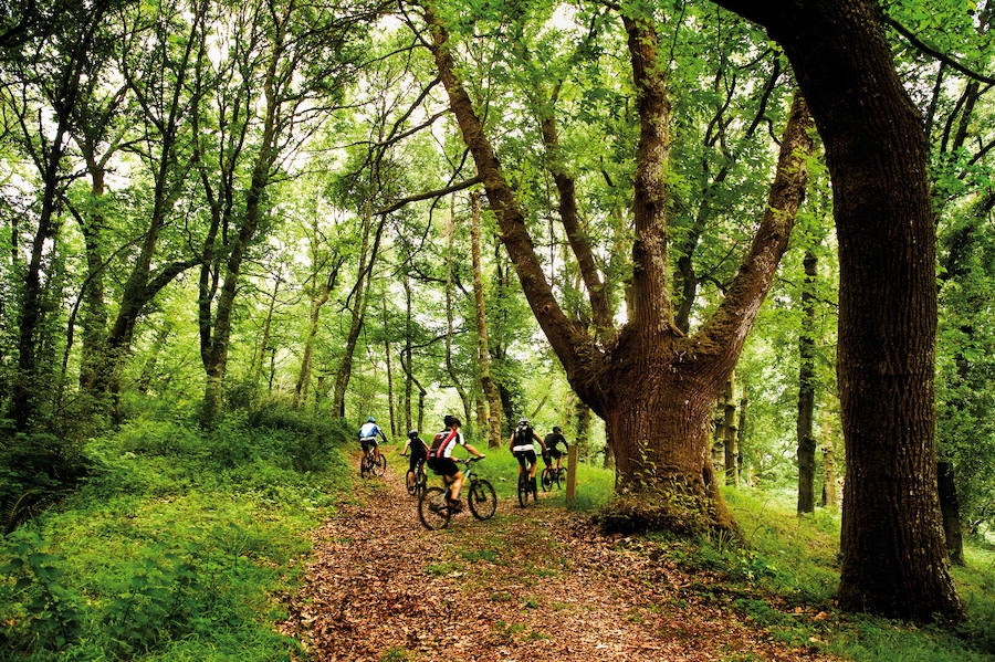 ¿Cómo están cambiando los bosques del mundo?. Los bosques del mundo absorben y almacenan carbono en la biomasa por encima y por debajo del suelo: 296 Gigatoneladas de carbono en 2015.