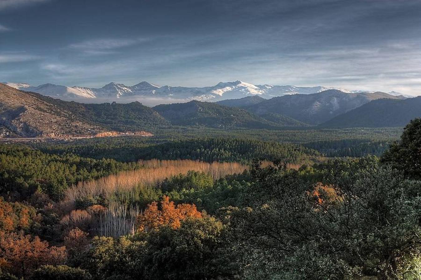 ¿Cómo están cambiando los bosques del mundo?. Las áreas con bosques han disminuido desde 1990, pero la pérdida neta de superficie de bosques se ha reducido en un 50%