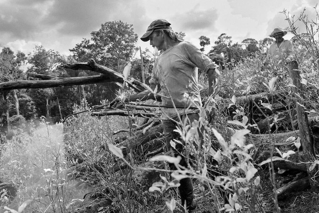 Un grupo de agricultores trabaja en un campo de coca de Santa Elena. 