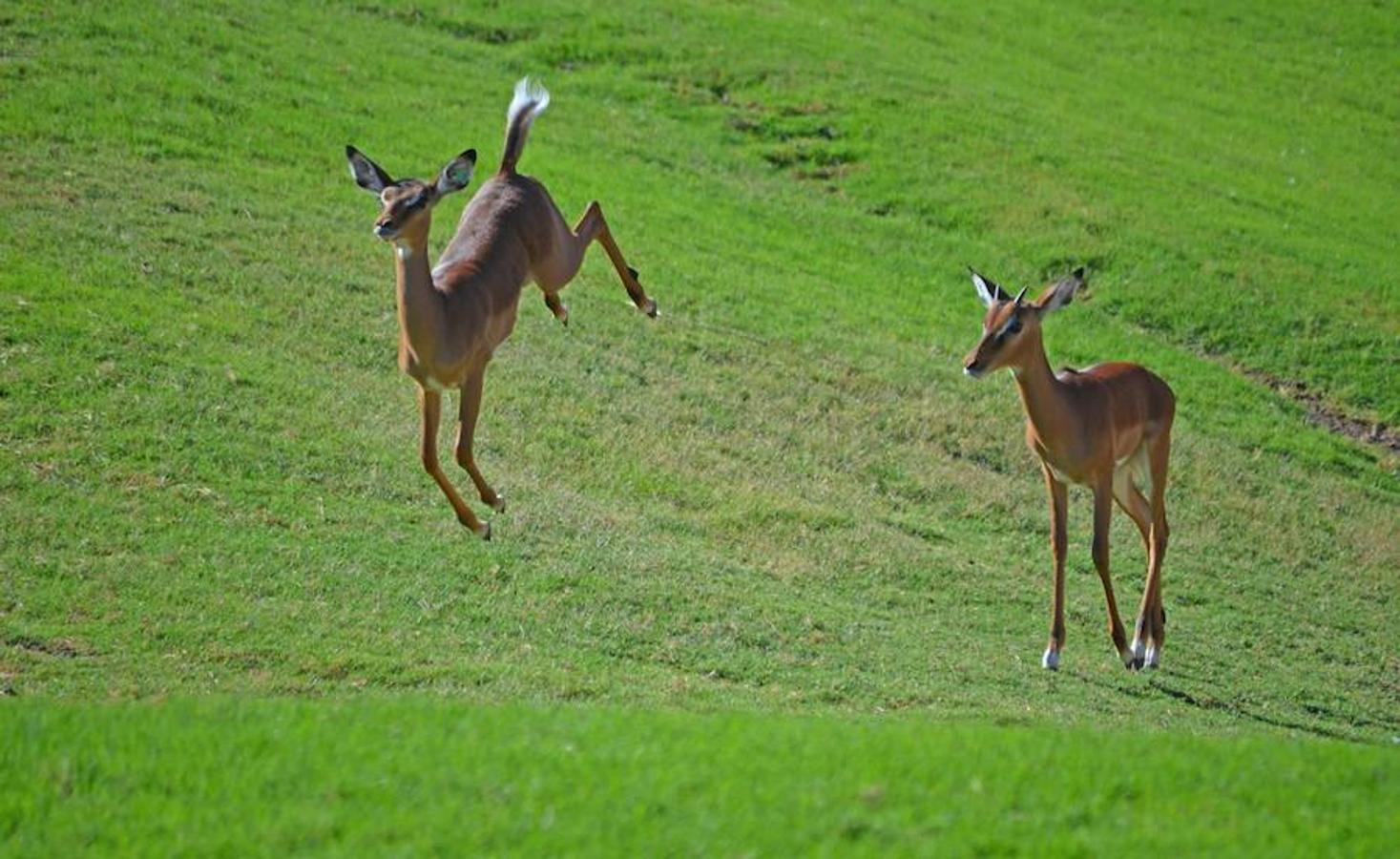 Día Mundial de los Animales. 