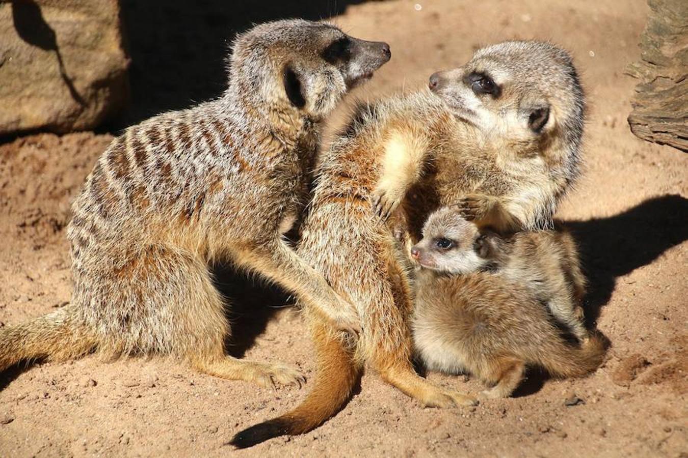 Día Mundial de los Animales. 