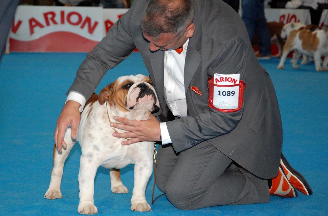 Más de 3.500 perros en la Exposición Internacional Canina de Otoño de Talavera