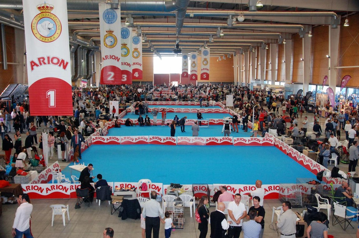 Más de 3.500 perros en la Exposición Internacional Canina de Otoño de Talavera