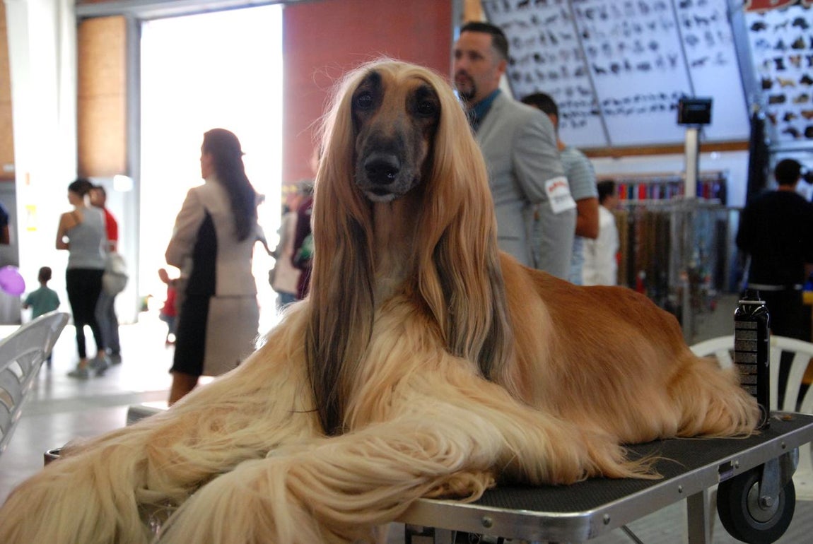 Más de 3.500 perros en la Exposición Internacional Canina de Otoño de Talavera