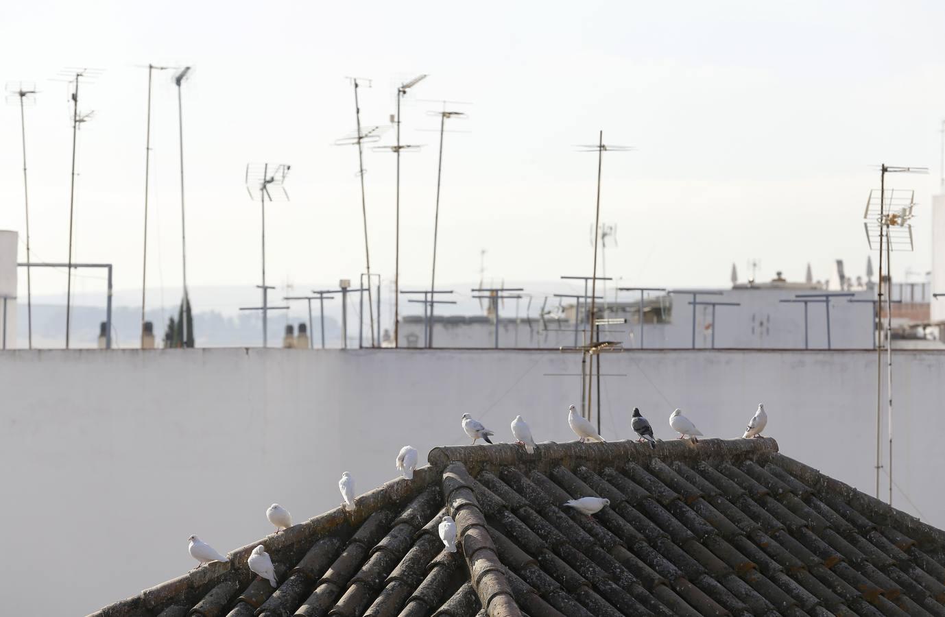 Las entrañas de la Torre de la Malmuerta, en imágenes