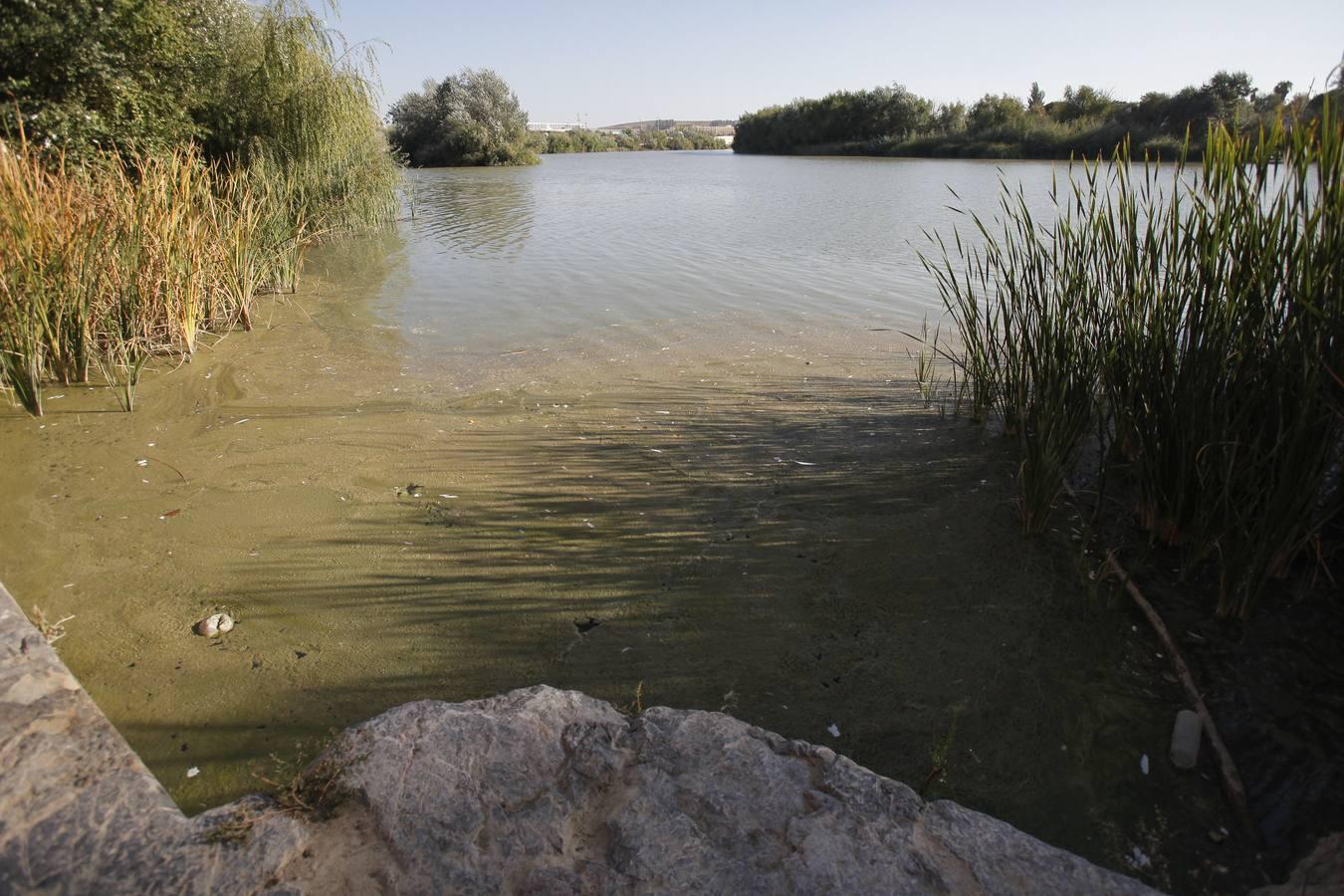 La peor cara del río Guadalquivir en Córdoba