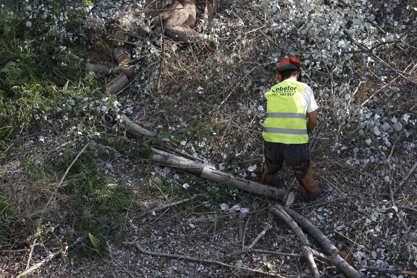 La peor cara del río Guadalquivir en Córdoba