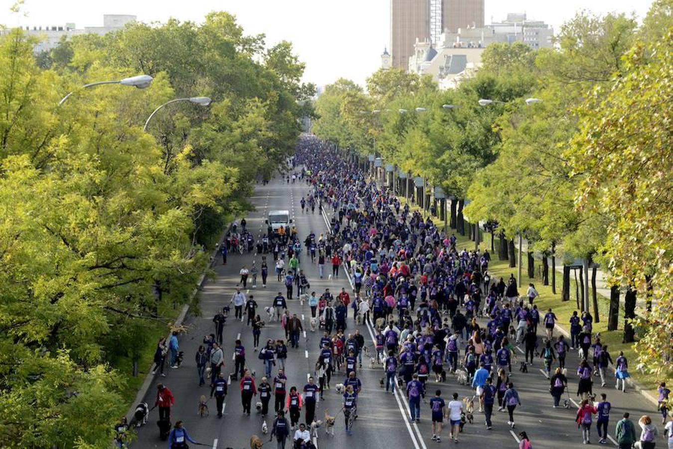 El “Perroton” en el paseo de la castellana. La carrera de canes y amos ha reunido a miles de personas