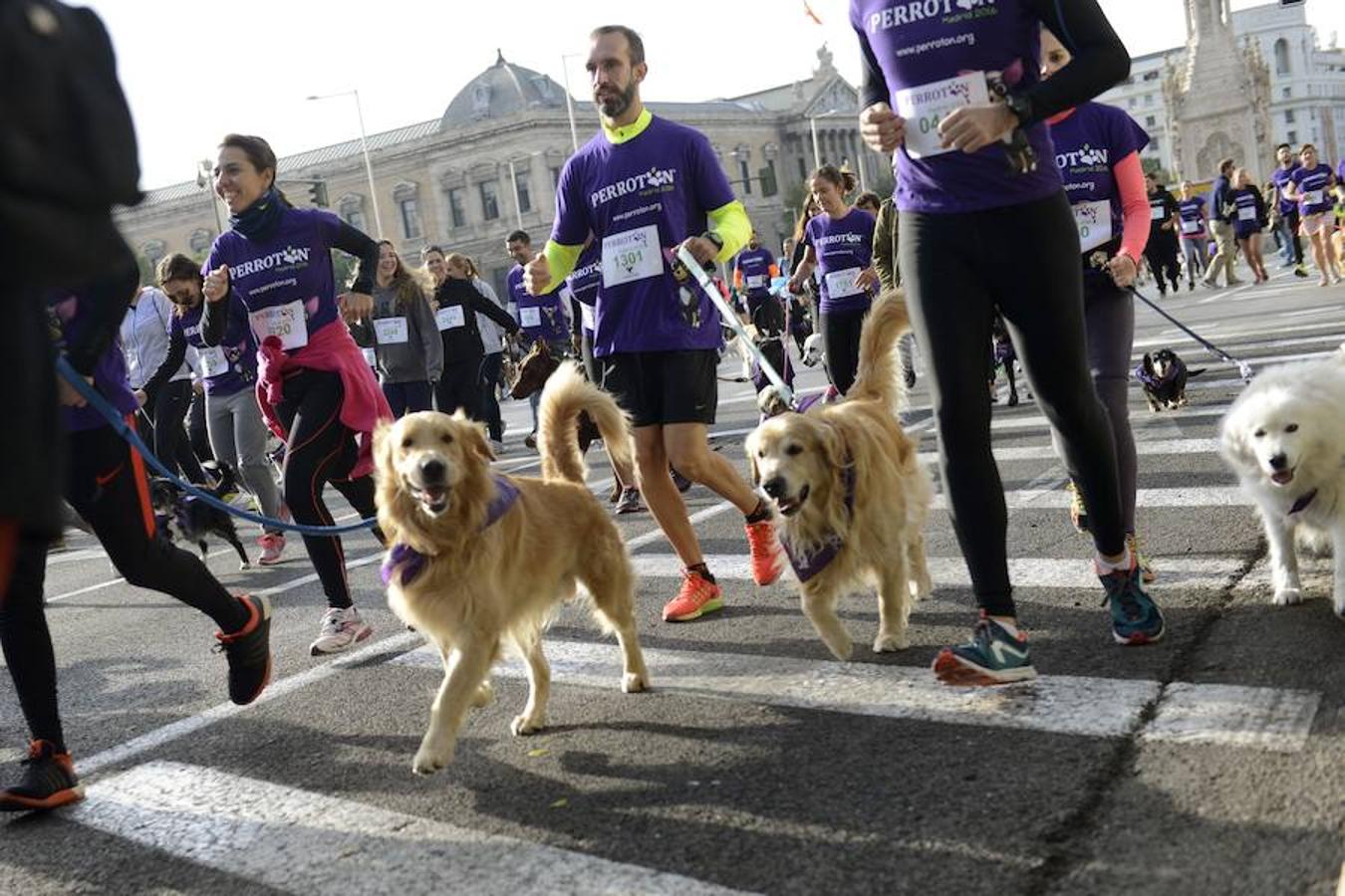 La carrera dedica el 30 % del dinero recaudado a la asociación sin ánimo de lucro Perrotón, cuyo objetivo es sensibilizar de la necesidad de adoptar y respetar a los animales