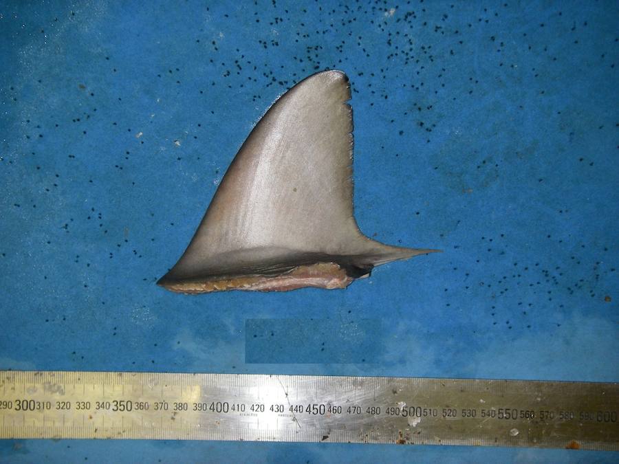 Por sus aletas los conocerás. 