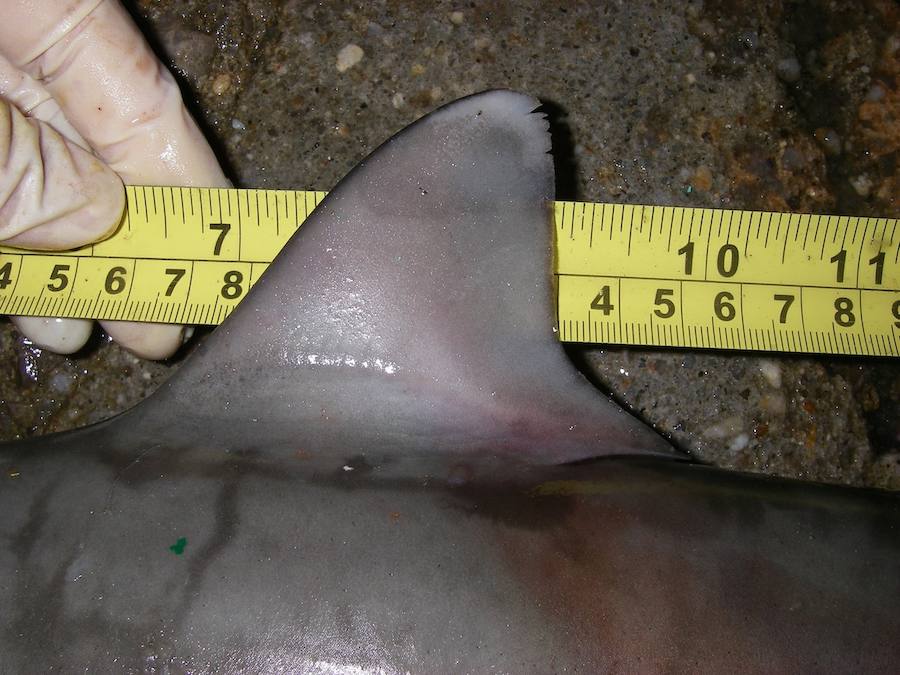 Por sus aletas los conocerás. 