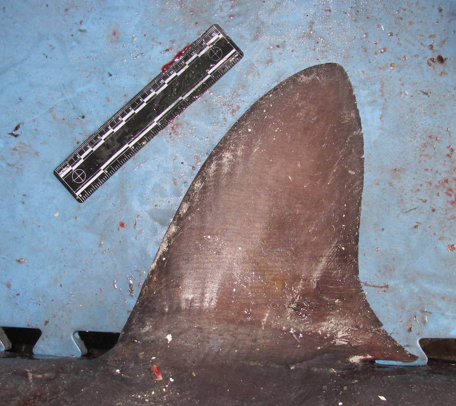 Por sus aletas los conocerás. iSharkFin es un software desarrollado por la Organización de las Naciones Unidas para la Alimentación y la Agricultura (FAO), en colaboración con la Universidad de Vigo, el Gobierno japonés y la Convención sobre el Comercio Internacional de Especies Amenazadas de Fauna y Flora Silvestre, capaz de detectar 35 especies de tiburones a partir de la forma de sus aletas dorsales y 7 especies de escualos a partir de sus aletas pectorales.