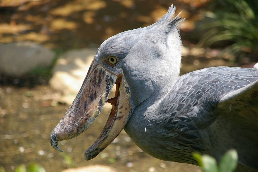 Las aves que dan más miedo. El picozapato es un experto en esperar a que surja una oportunidad dentro del agua de los pantanos africanos, da igual que se trate de un pez o de una cría de cocodrilo, con su poderoso pico es capaz de decapitar a sus presas sin problemas.