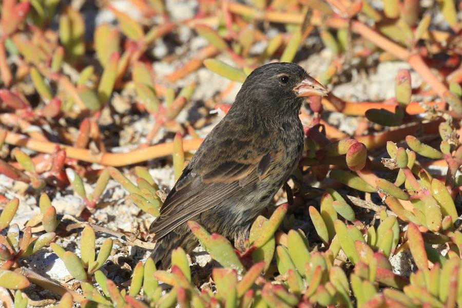 Las aves que dan más miedo. El pinzón terrestre de pico afilado de las islas Galápagos se sube a la espalda de los piqueros patirrojos y picotea su piel hasta que abre en ellos una herida a partir de la cual bebe la sangre de estos compañeros de hábitat.