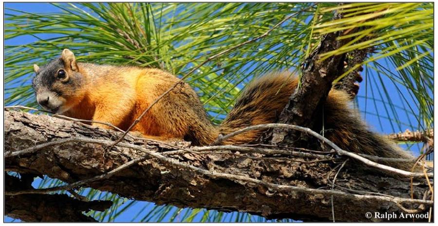 Florida protegerá a 57 de sus especies autóctonas más amenazadas. Ocho son mamíferos, como la ardilla zorro oriental (Sciurus niger avicennia).