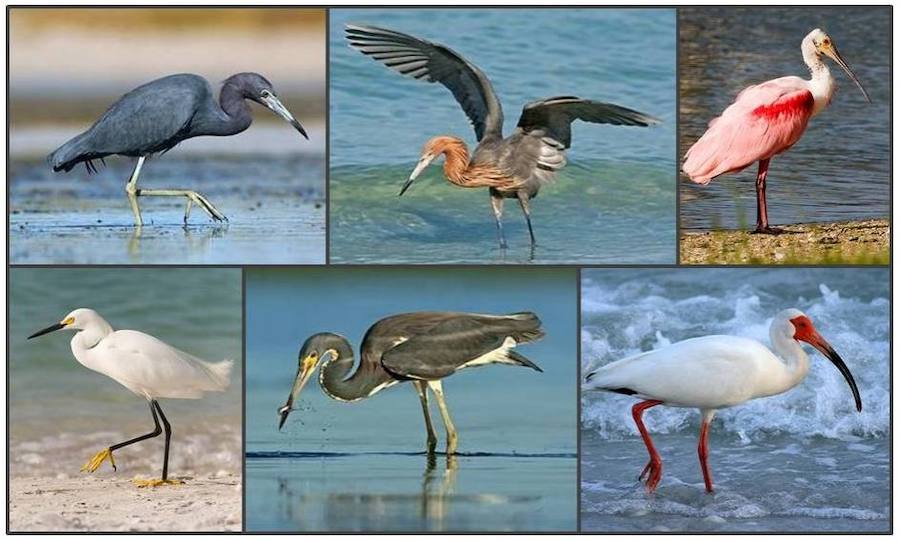 Florida protegerá a 57 de sus especies autóctonas más amenazadas. Veintiuna serán aves, como las seis aves zancudas de la imagen: garza azul (Egretta caerulea), garceta rojiza (Egretta rufescens), espátula rosada (Platalea ajaja), garceta nívea (Egretta thula), garceta tricolor (Egretta tricolor), ibis blanco (Eudocimus albus) (de izquierda a derecha; de arriba abajo).