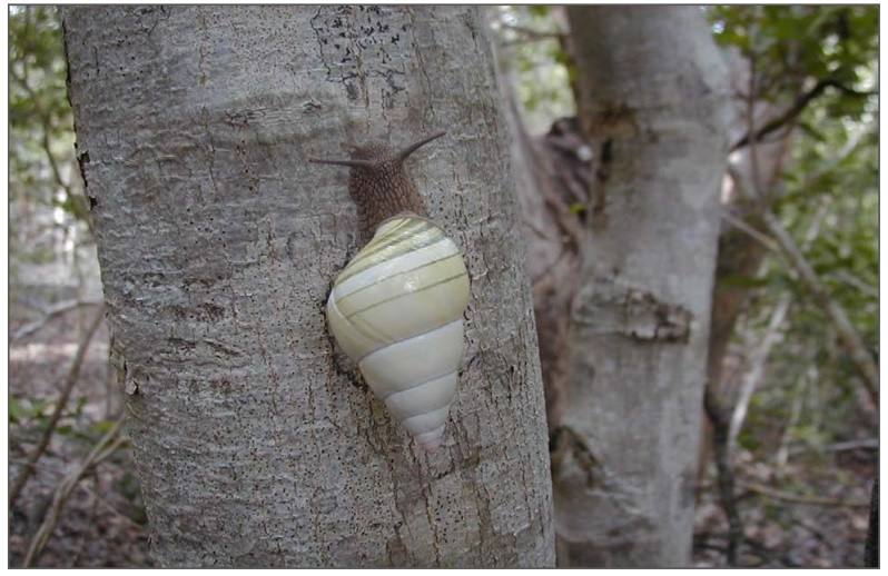 Florida protegerá a 57 de sus especies autóctonas más amenazadas. Y tres invertebrados, como el raro caracol de árbol (Liguus fasciatus).