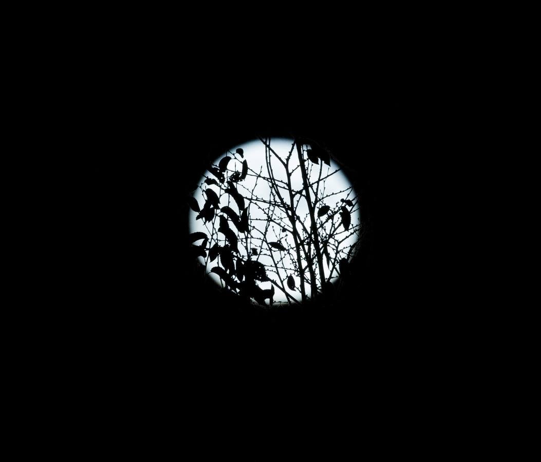 Espectaculares imágenes del toro que se enamoró de la superluna