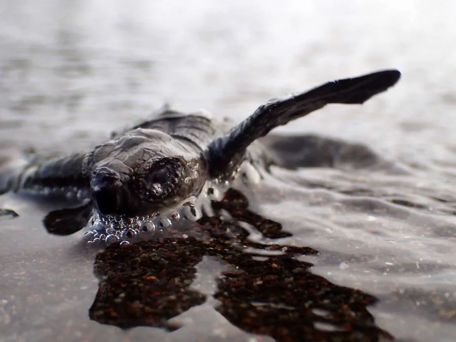 Espectacular «arribada» de decenas de miles de tortugas loras a Costa Rica
