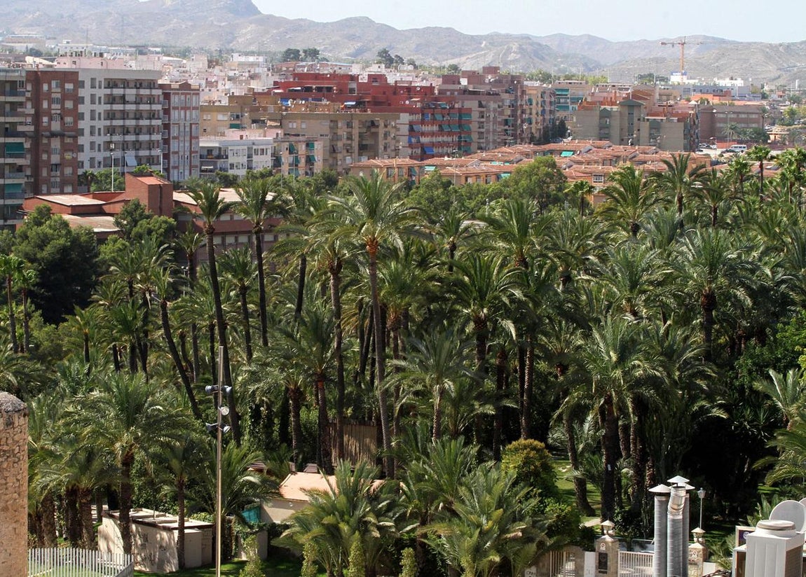 Palmeral de Elche. 