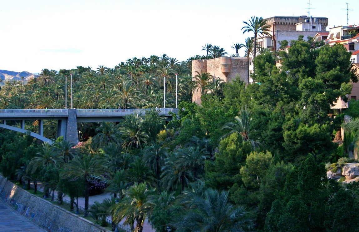 Palmeral de Elche. 