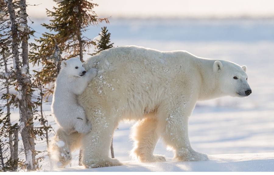 Las mejores fotografías de Naturaleza de 2016. 