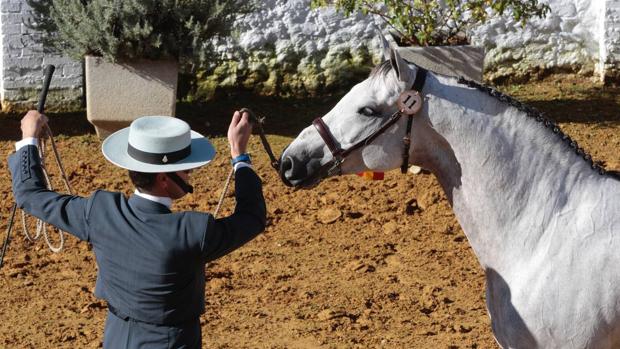 Presentación de la raza hispano-árabe en la Real Venta de Antequera